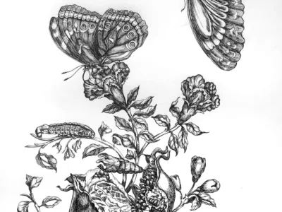 A drawing of two butterflies flying over a flower