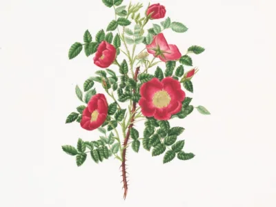 El Santuario Florido de la Calma